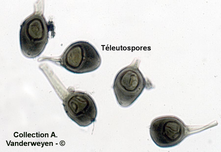 Uromyces vicia-fabae